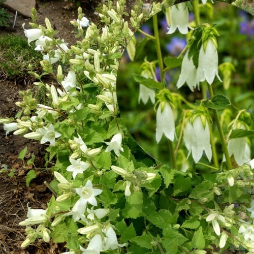 Campanula 'Snow Dune' - Kellukas 'Snow Dune' C1,5/1,5L